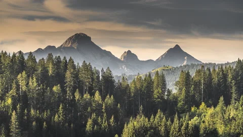 Forest alps mountain pine forest Видео 138898038
