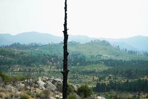 Forest ambiance with a burnt tree Stock Photos