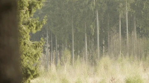 Forest ambiance Stock Footage 89690881