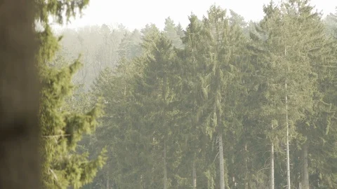 Forest ambiance Stock Footage 89691013