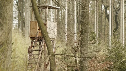 Forest ambiance Stock Footage 89691172