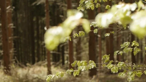 Forest ambiance Stock Footage 89691964