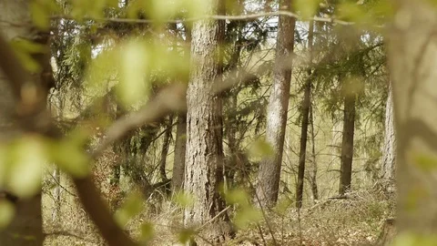 Forest ambiance Stock Footage 89692700