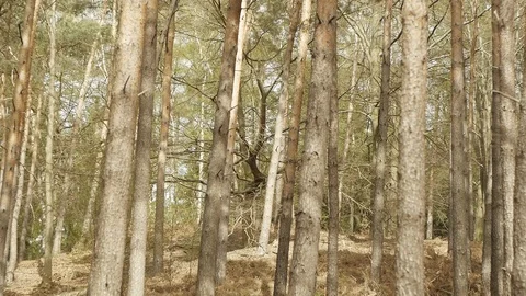 Forest ambiance Stock Footage 89693007