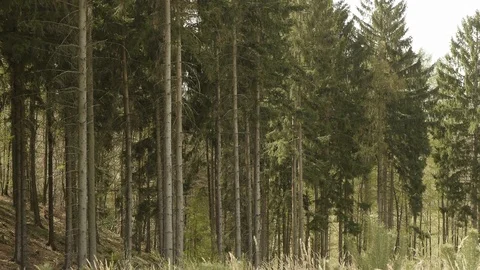 Forest ambiance Stock Footage 89693384