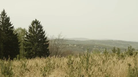 Forest ambiance Stock Footage 89693516