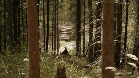 Forest ambiance Stock Footage 89693744