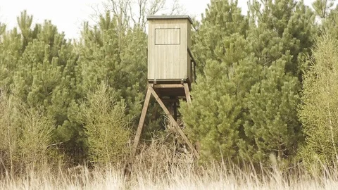 Forest ambiance Stock Footage 89694173