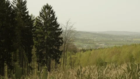 Forest ambiance Stock Footage 89694377