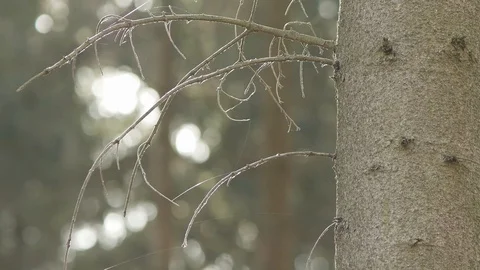 Forest ambiance Stock Footage 89695526