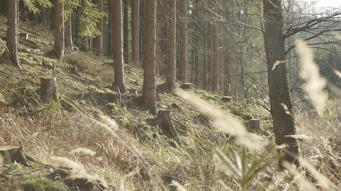 Forest ambiance Stock Footage 89695739