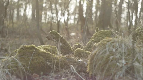 Forest ambiance Stock Footage 89695862