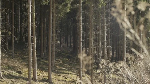 Forest ambiance Stock Footage 89696112
