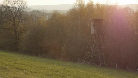 Forest ambiance Stock Footage 89696570