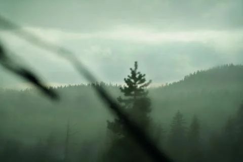 Forest ambiance Stock Photos