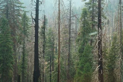 Forest ambiance Stock Photos