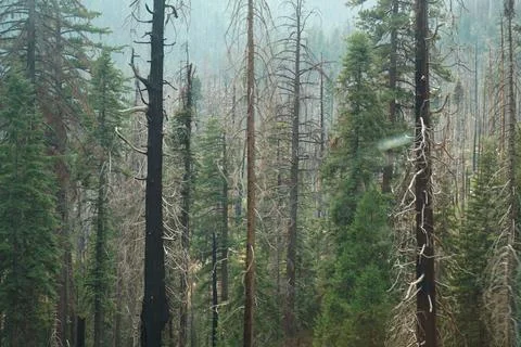 Forest ambiance Foto stock