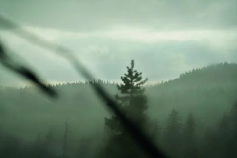 Forest ambiance Stock Photos