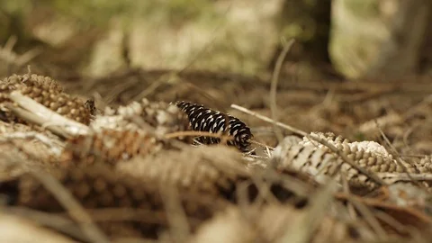 Forest ambiance - pine cones Stock Footage 89693067