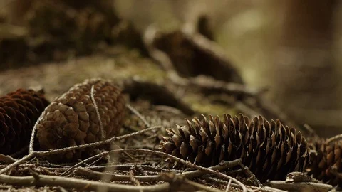 Forest ambiance - pine cones Stock Footage 89693161