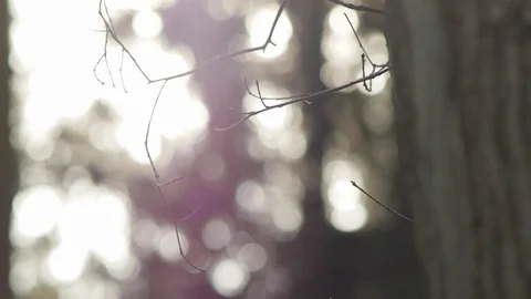 Forest ambiance with sunlight Stock Footage 89694883