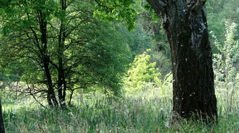 Forest ambient with poplar flakes Stock Footage 35716709