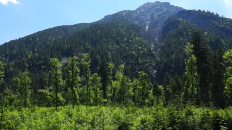 Forest the ammerwald, tyrol, austria Video stock 24950329