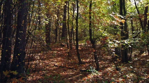 In the Forest among the Foliage Video stock 68432367