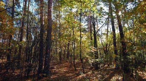 In the Forest among the Foliage 스톡 동영상 68432569