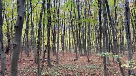 In the forest among the trees Stock Footage 219362739