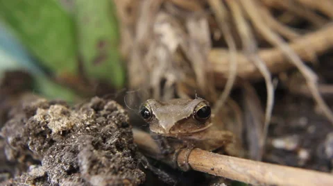 Forest Amphibian Stock Footage 48524982