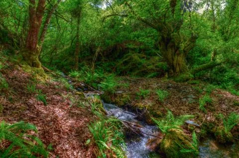 Forest of ancient trees and stream Stock Photos