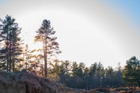 Forest and the beautiful blue cloudless sky. Stock Photos