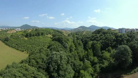 Forest and bee swarm Stock Footage 222822421