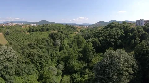 Forest and blue sky Stock Footage 219301727