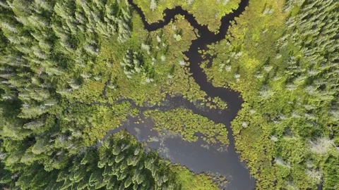 Forest and Bog Flyover Stock Footage 338204113