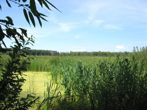 Forest and bog Stock Photos