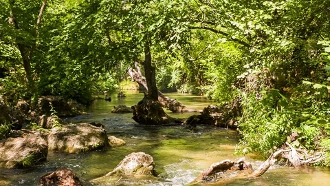 Forest and calm mountain river, flight of butterflies Stock-Footage 81000018