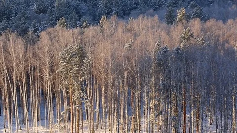 Forest and city on background Stock Footage 83465388