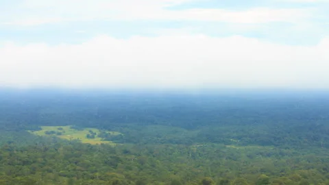Forest and cloud Stock Footage 287963589