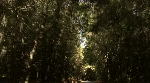 Forest and clouds Stock Footage 12050221