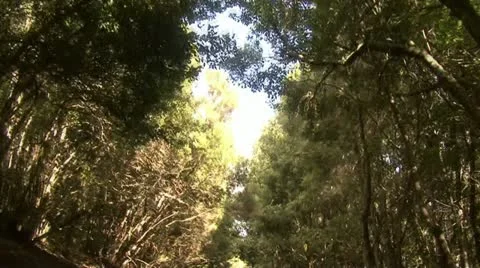 Forest and clouds Video stock 12050224