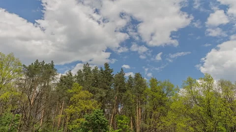 Forest And Clouds In Motion 1 4K Video stock 50411242