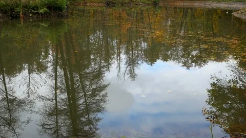 Forest and clouds sky reflection in a water Video stock 82703914