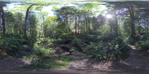 Forest and Creek in 360 Stock Footage