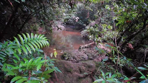 Forest And Creek 스톡 동영상 312848278