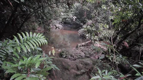 Forest And Creek Stock Footage 312855211
