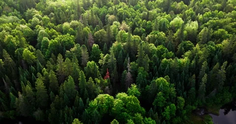 Forest and creek in spring Stock Footage 311205503