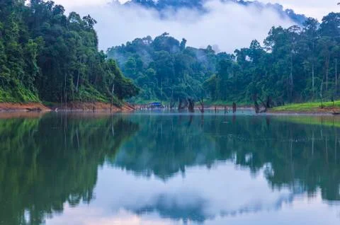 Forest  and death tree reflection in the early morning Stock Photos