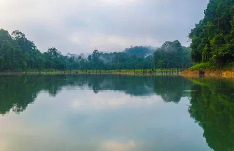 Forest  and death tree reflection in the early morning Stock Photos
